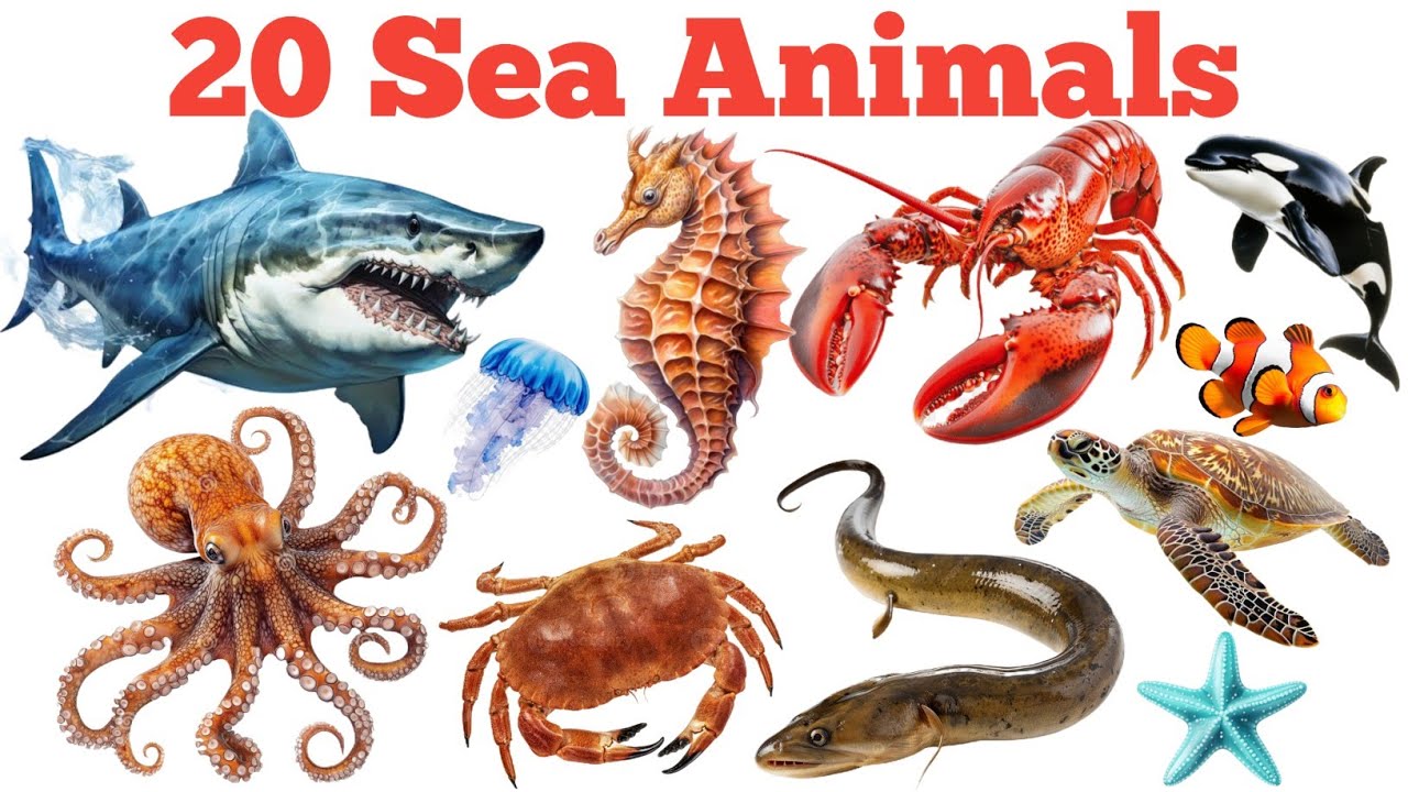 20 समुद्री जीवों के नाम सीखें | Learn 20 Sea Animals Names with Pictures and Sounds for Kids