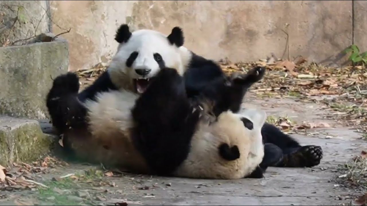 和叶老是惹花花打架，但很有分寸，花花也被弟弟带着玩闹起来💕Playful HeYe always wants to play with his beloved sister HeHua
