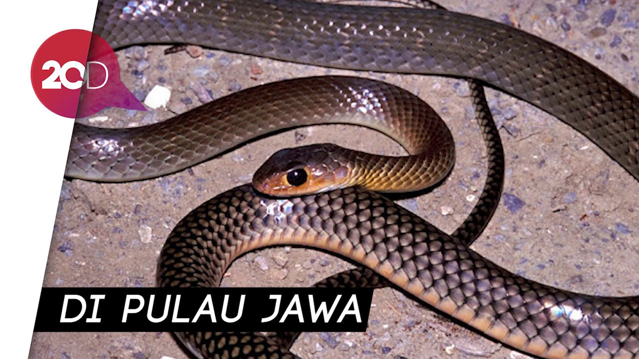 Jenis Ular yang Hidup di Sekitar Permukiman Warga