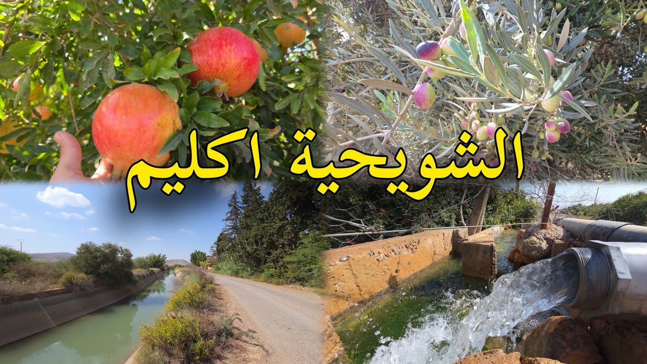 الشويحية موسم الفواكه الرمان والزيتون في منطقة الشرقية إقليم بركان 