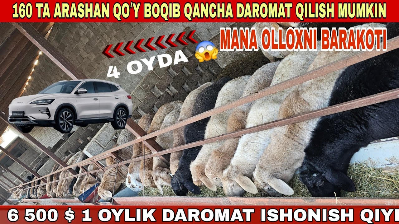 160 TA QOʻYDAN YILIGA QANCHA DAROMAT OLSA BULADI 