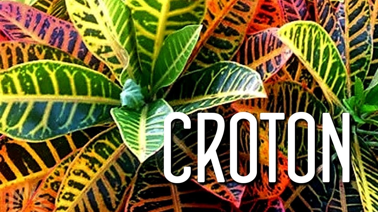 Aprende a cuidar del croton.