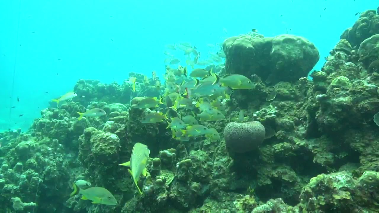 diveLIVE - Only dive - June 14th, 2018