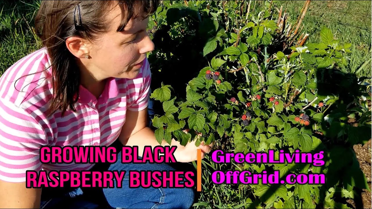 Growing Black Raspberry Bushes