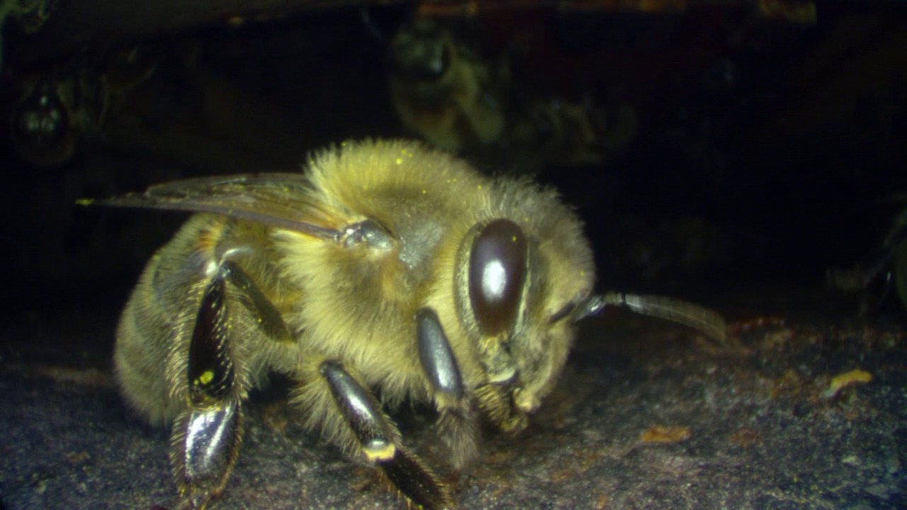 Honey bees (Apis mellifera) grooming at the entrance to a hive, France