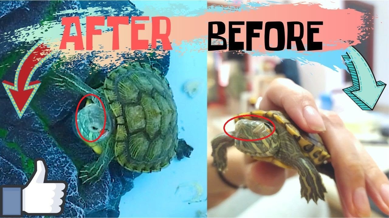 NEW! C60 to Cure Baby Turtles Swollen Closed Eyes | Turtle Eyes Infection