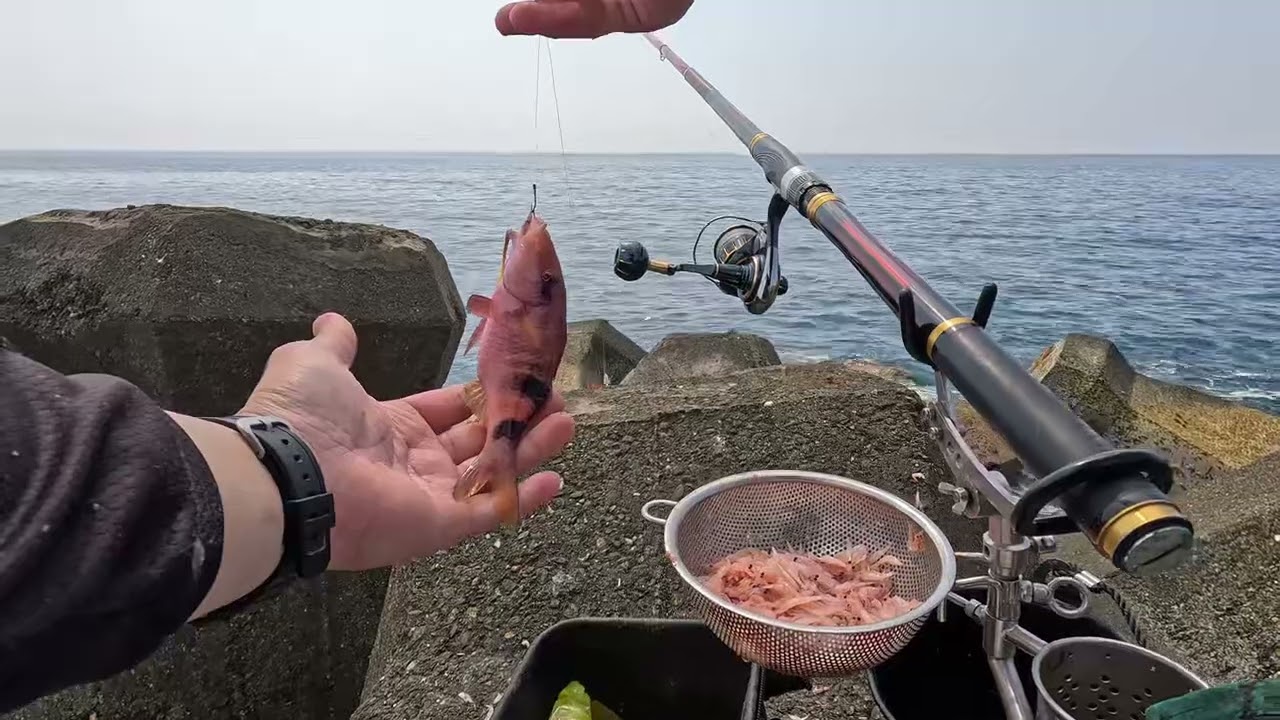 4月中花蓮遠投籠釣趣，魚情缺缺，好險重砲手黃鸚哥在次出現，這一次拉力很不一般啊....