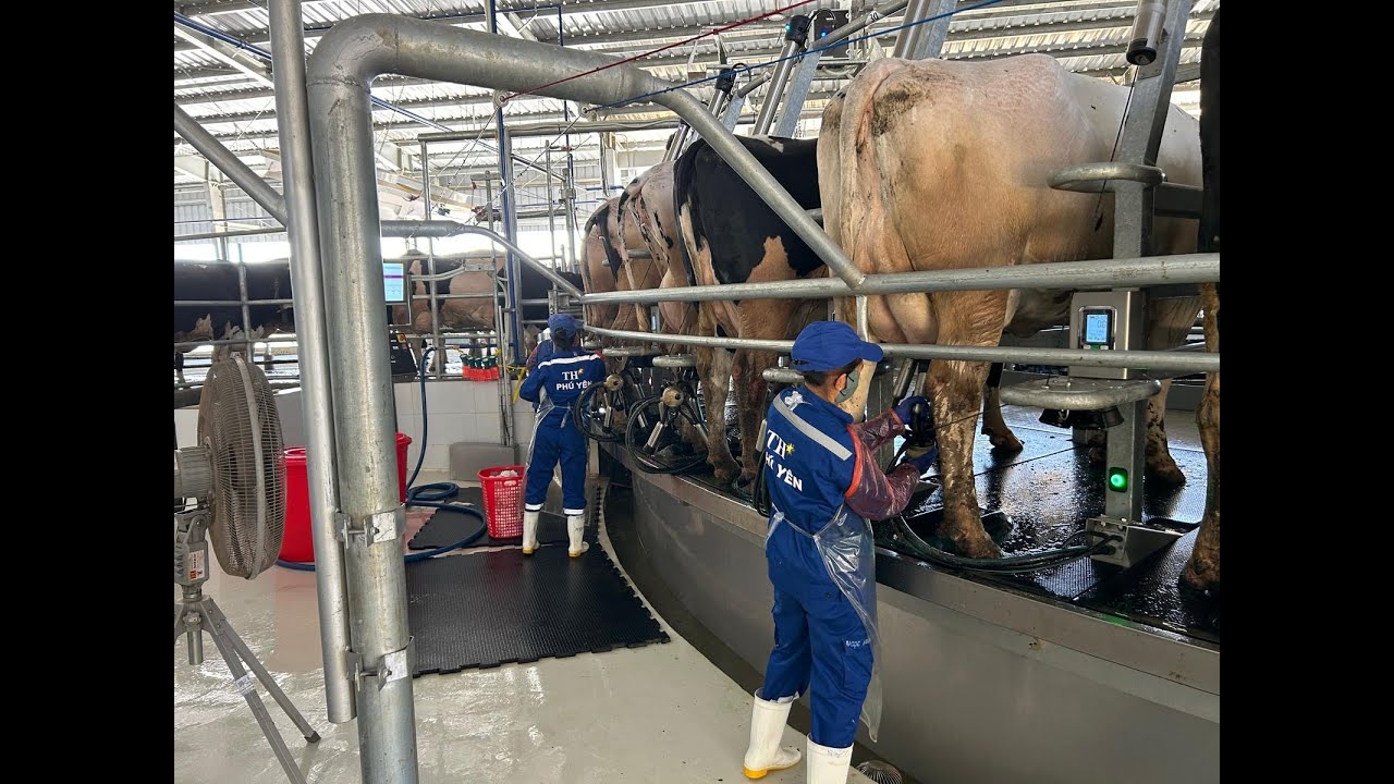 Waikato Milking Systems at Phu Yen, Vietnam!