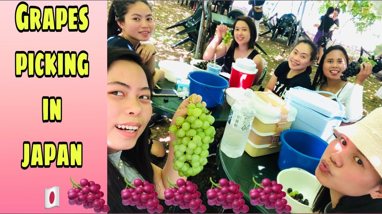 GRAPES PICKING IN JAPAN(BUDO-GARI)