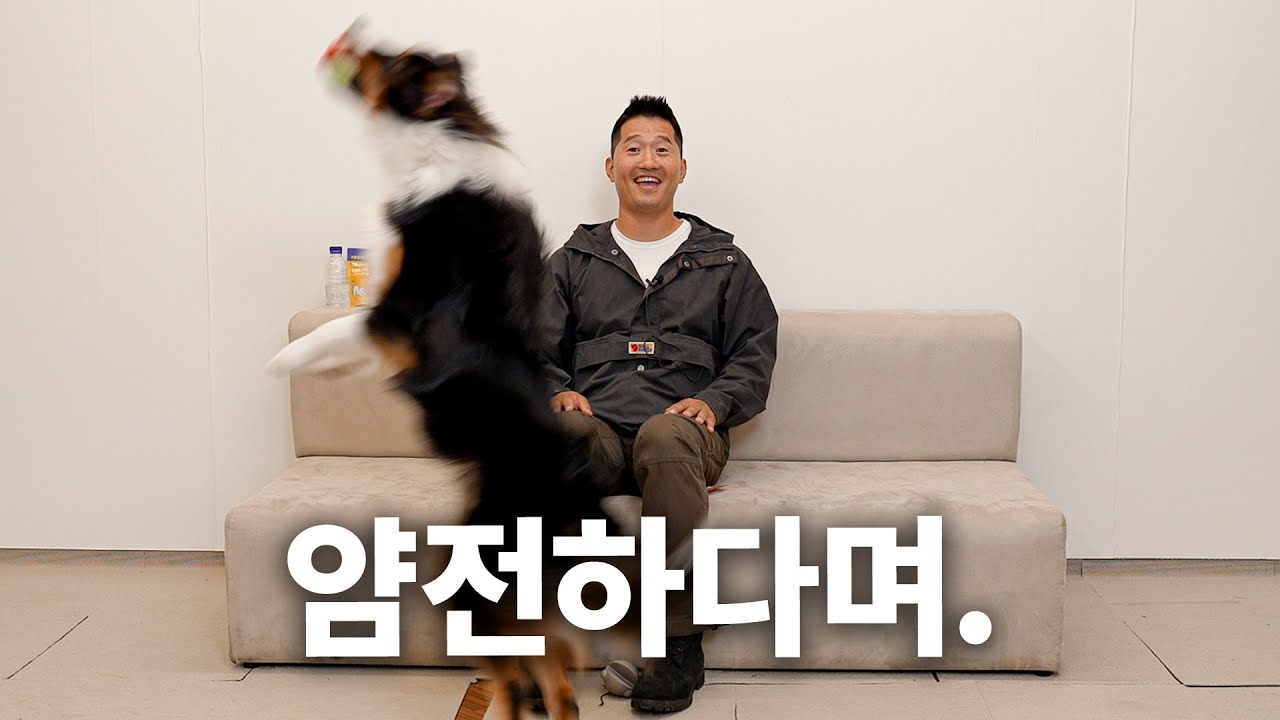 내 헤드뱅잉이 멈추지 않는 탓일까? T.T | 견종백과 오스트레일리안 셰퍼드편