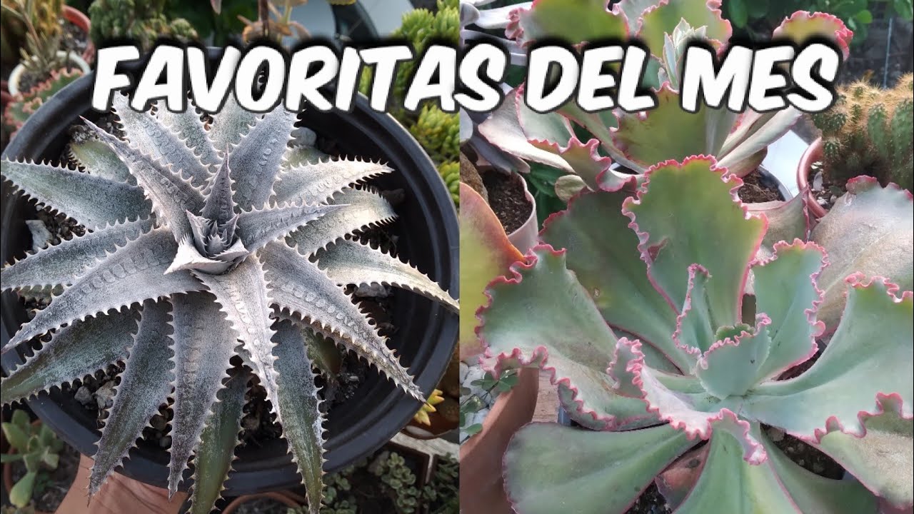 MIS FAVORITAS DE ESTE MES👨‍🌾 #suculentas