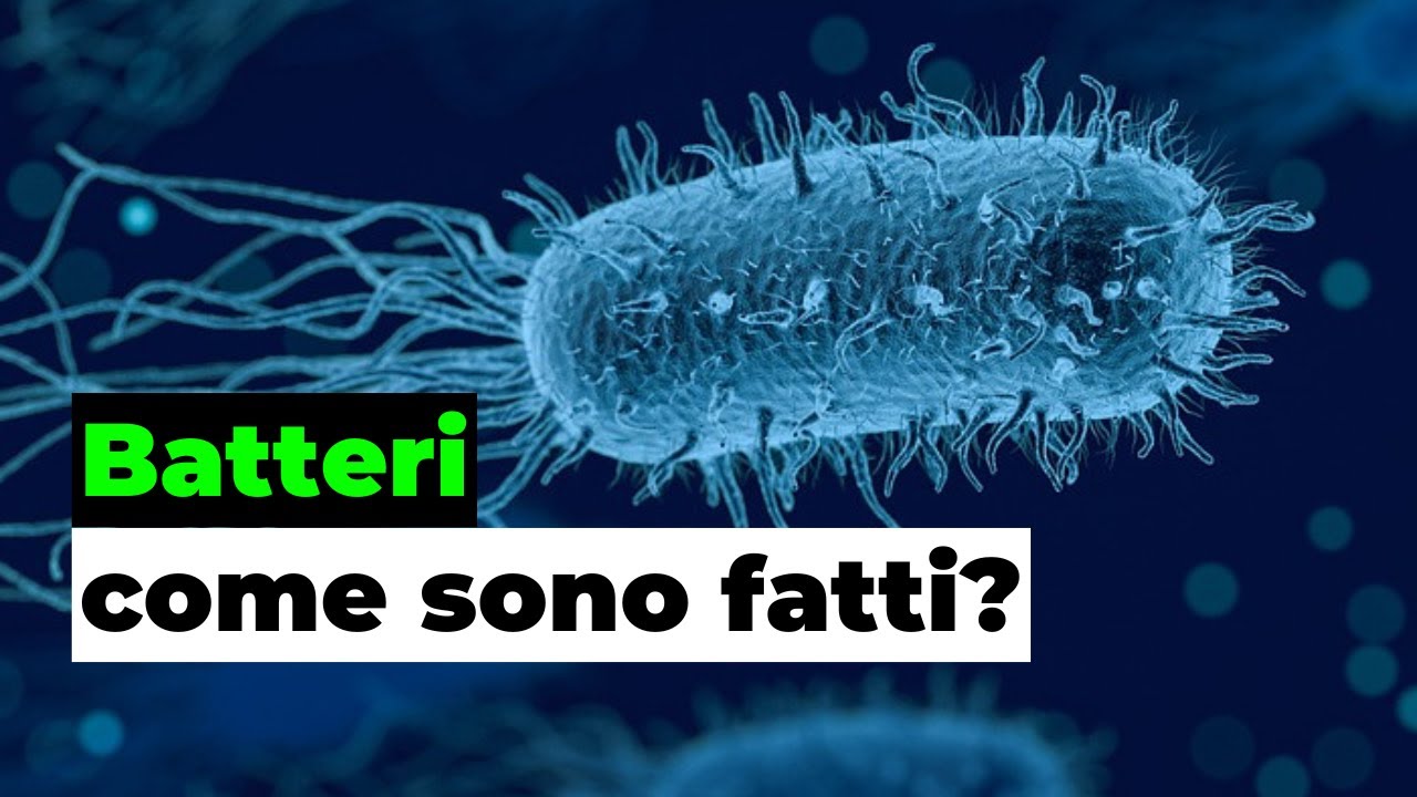 Come &egrave; fatto un batterio? Tutto sulla CELLULA BATTERICA