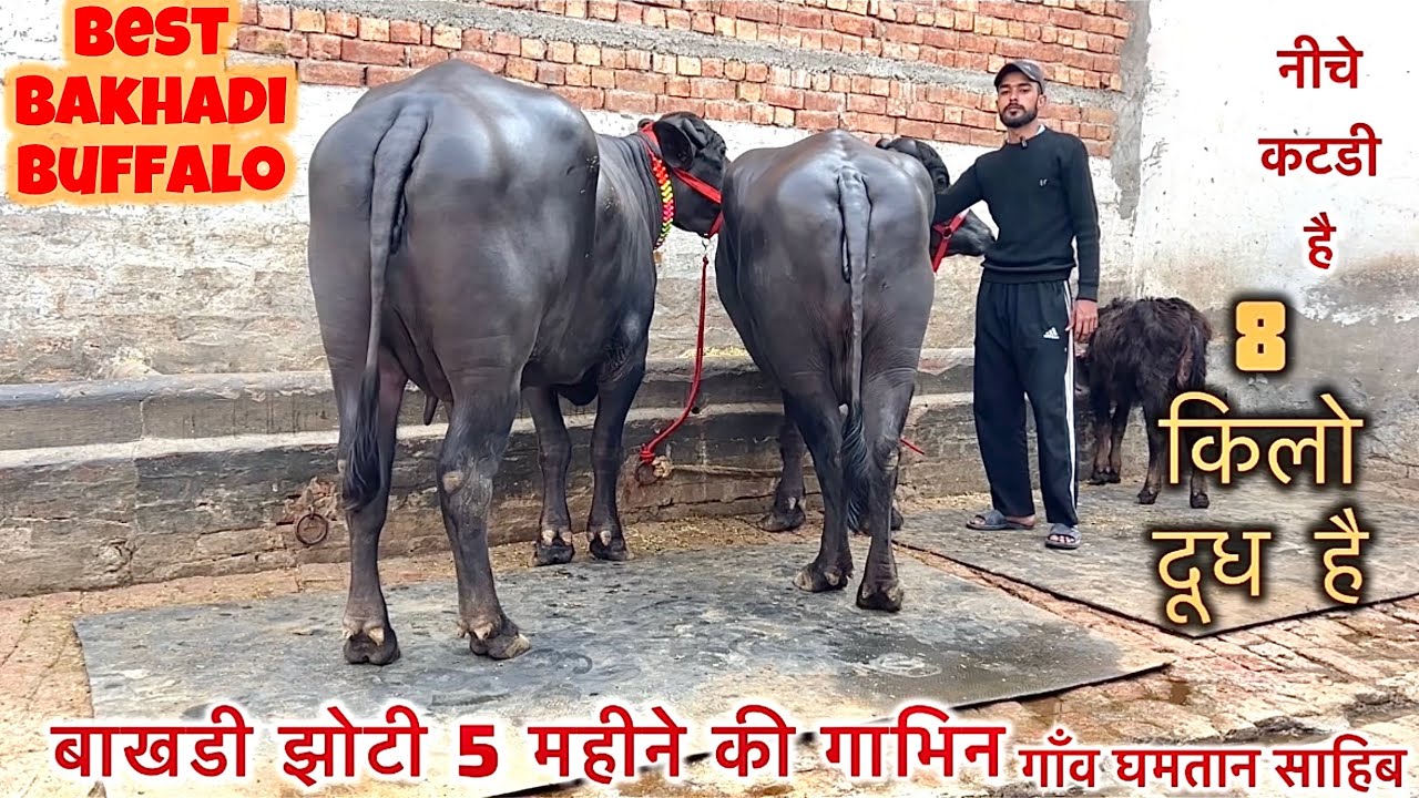 बाखडी झोटी 5 किलो दूध 5 महीने कीं गाभिन चेक पास और नीचे कटडी Top Bakhdi Buffalo 8 किलो दूध है 