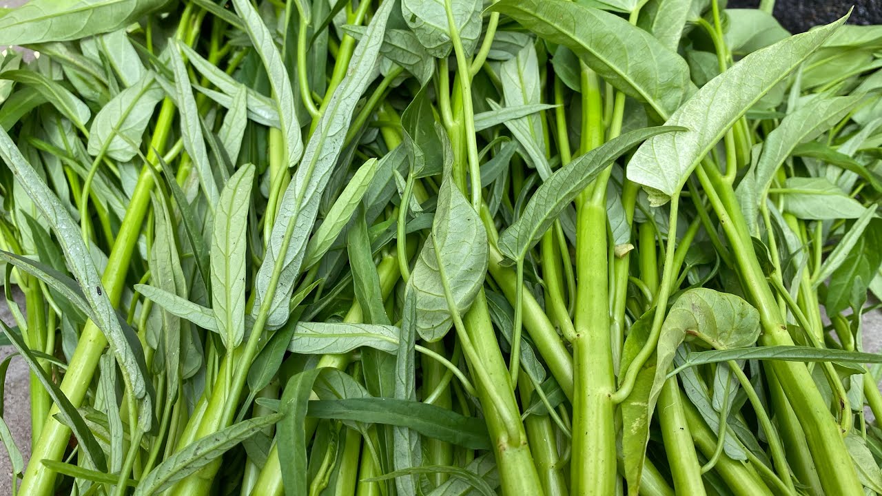 #48.Cách trồng rau muống bằng nước và thu hoạch rau.