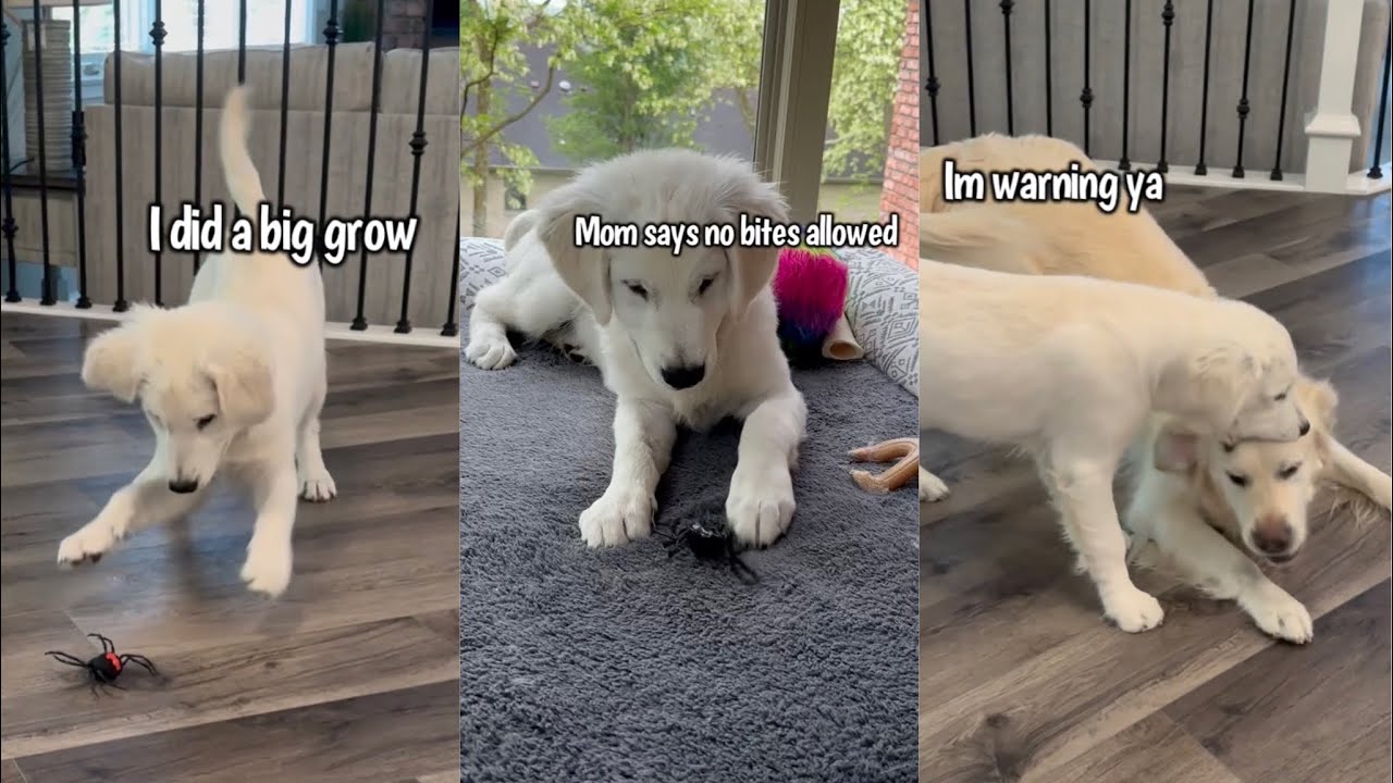 Golden Retriever Puppy Has Cute Reaction To Toy Spider