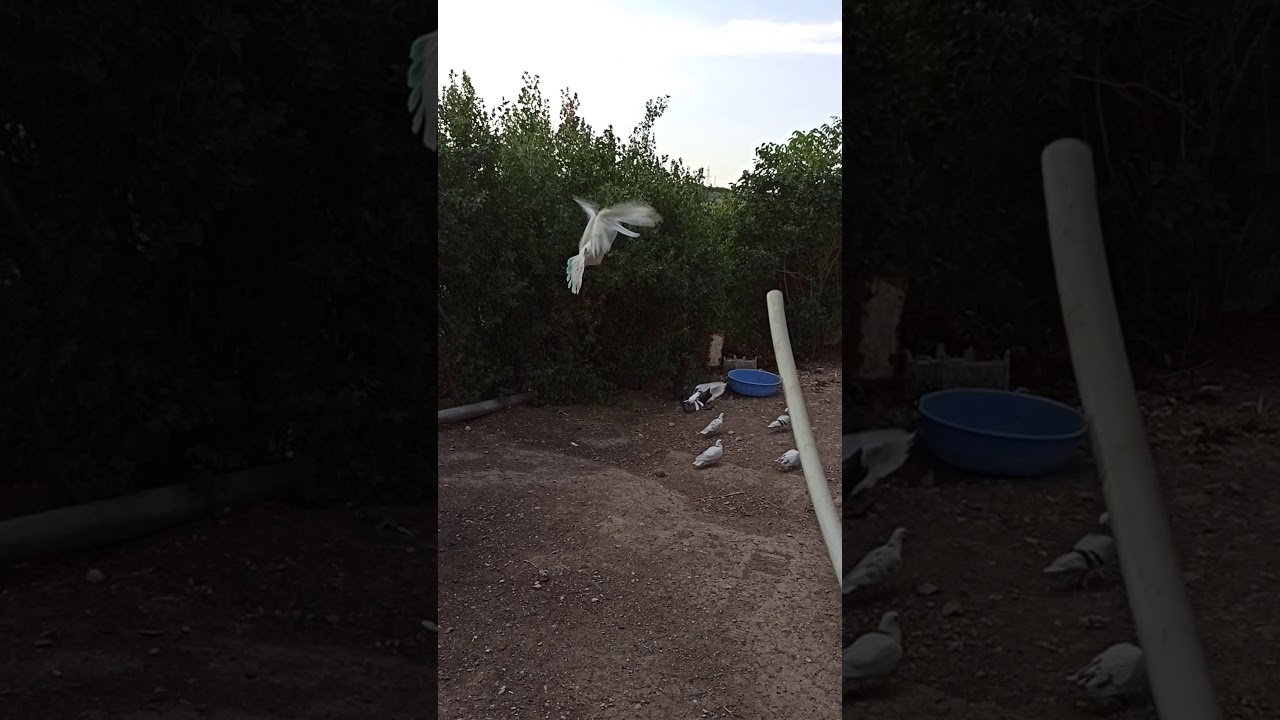 голуби армянский