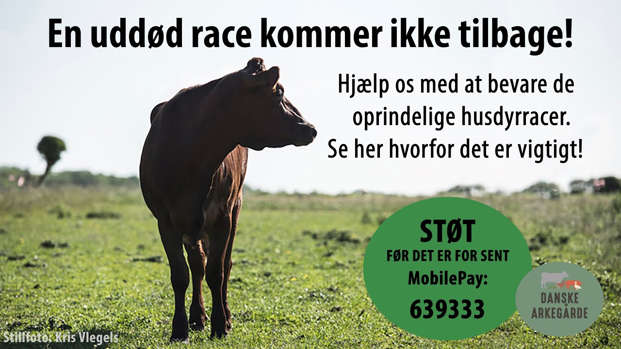 Bevar de gamle husdyr racer