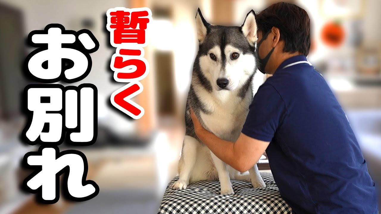 しばらく愛犬とお別れします。ハスキー犬と保護犬トイプードル