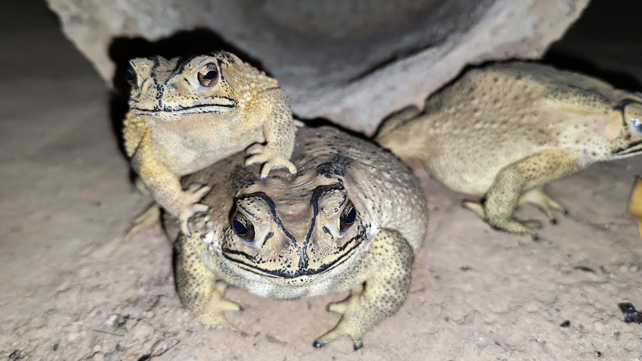 Video a frogs looking for food at night.
