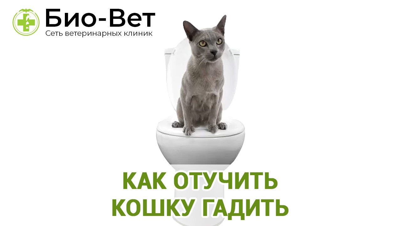 Как Отучить Кошку Гадить 😼 // Сеть Ветклиник Био-Вет