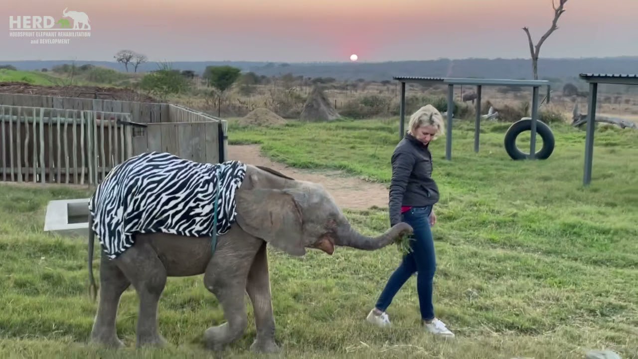 Zindoga Steals Baby Elephant Khanyisa’s Zebra Blanket and Runs Off