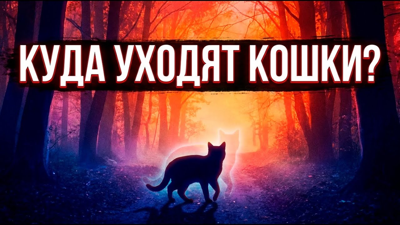 🐈 Кошки, которые УХОДЯТ | Реальная причина исчезновений