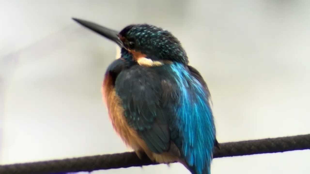 善福寺公園　カワセミ