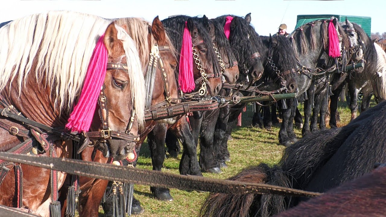 Târg expozițional de cai Gura Putnei - Bucovina 3 Noiembrie 2024