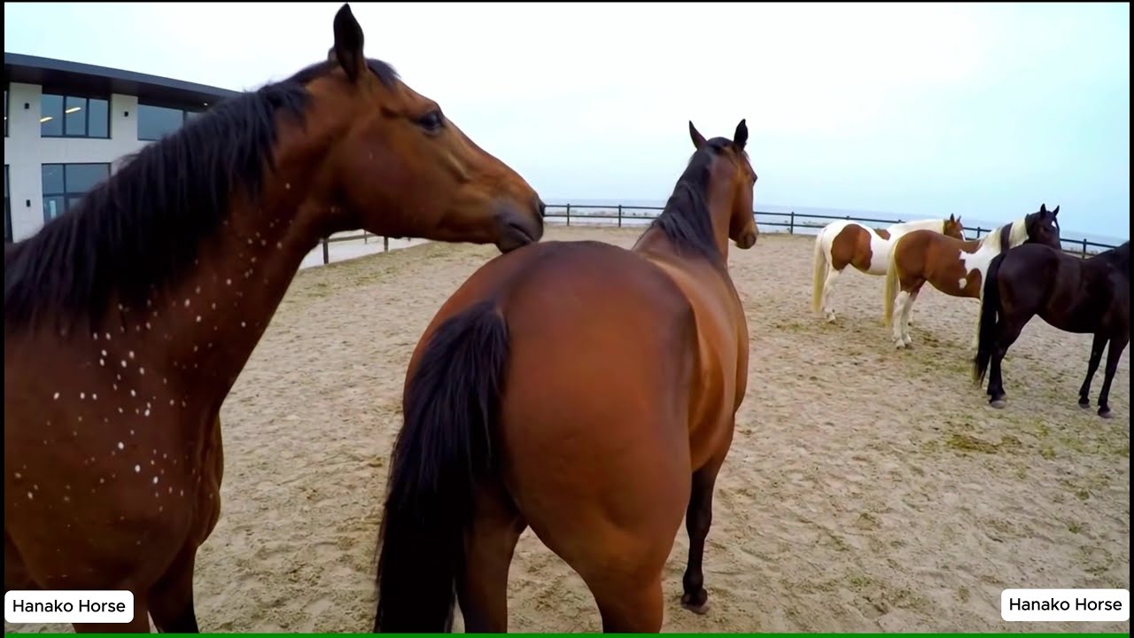 Horse mating behind the scene at the stable_04