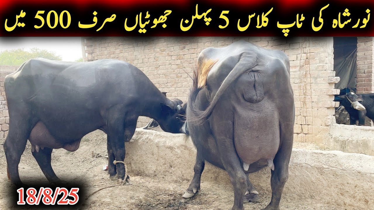 Noorshah ki too class pehlan jhotiyan for sel|نورشاہ کی پہلن جھوٹیاں|Earn from buffalo