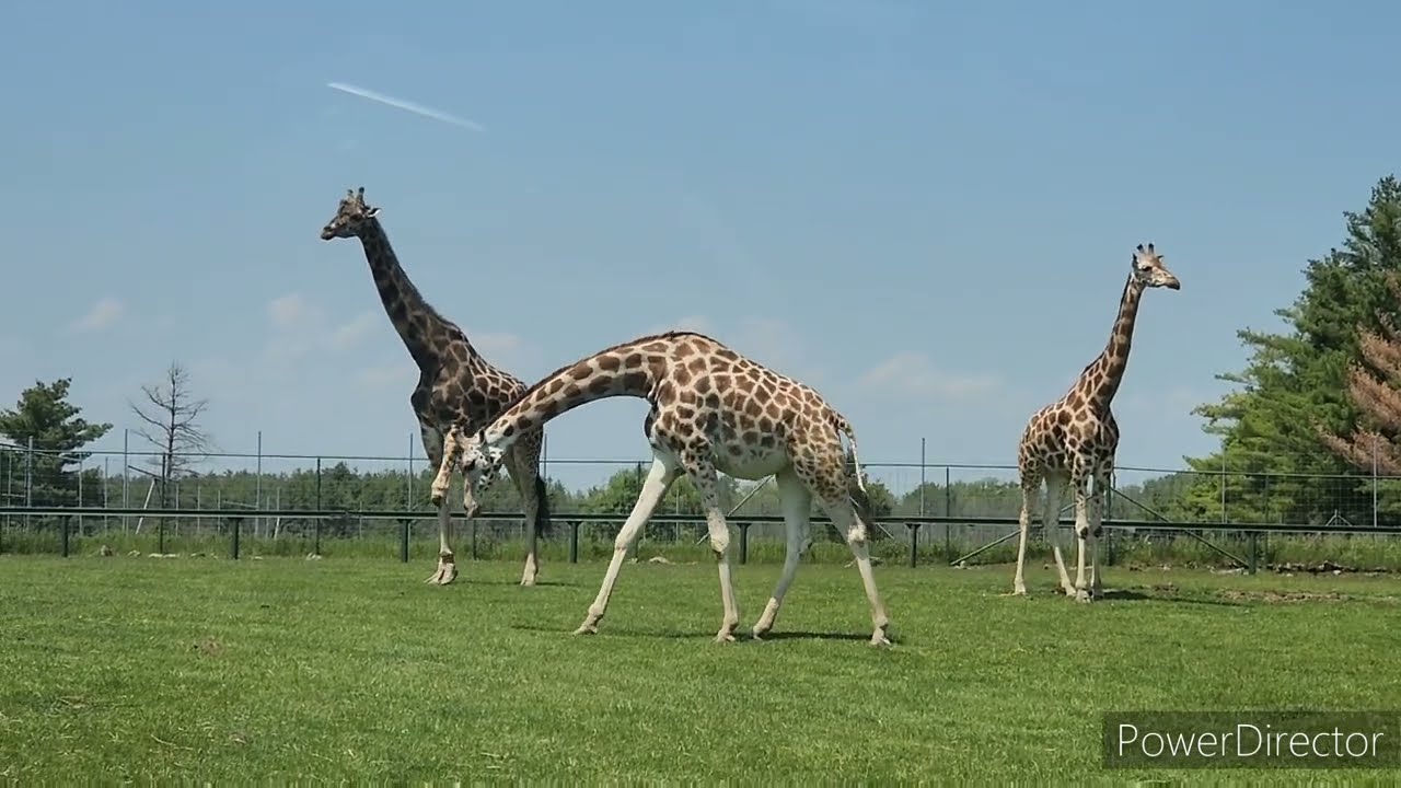 African Lion Safari 📍Hamilton, Ontario, Canada (things to do in Ontario)