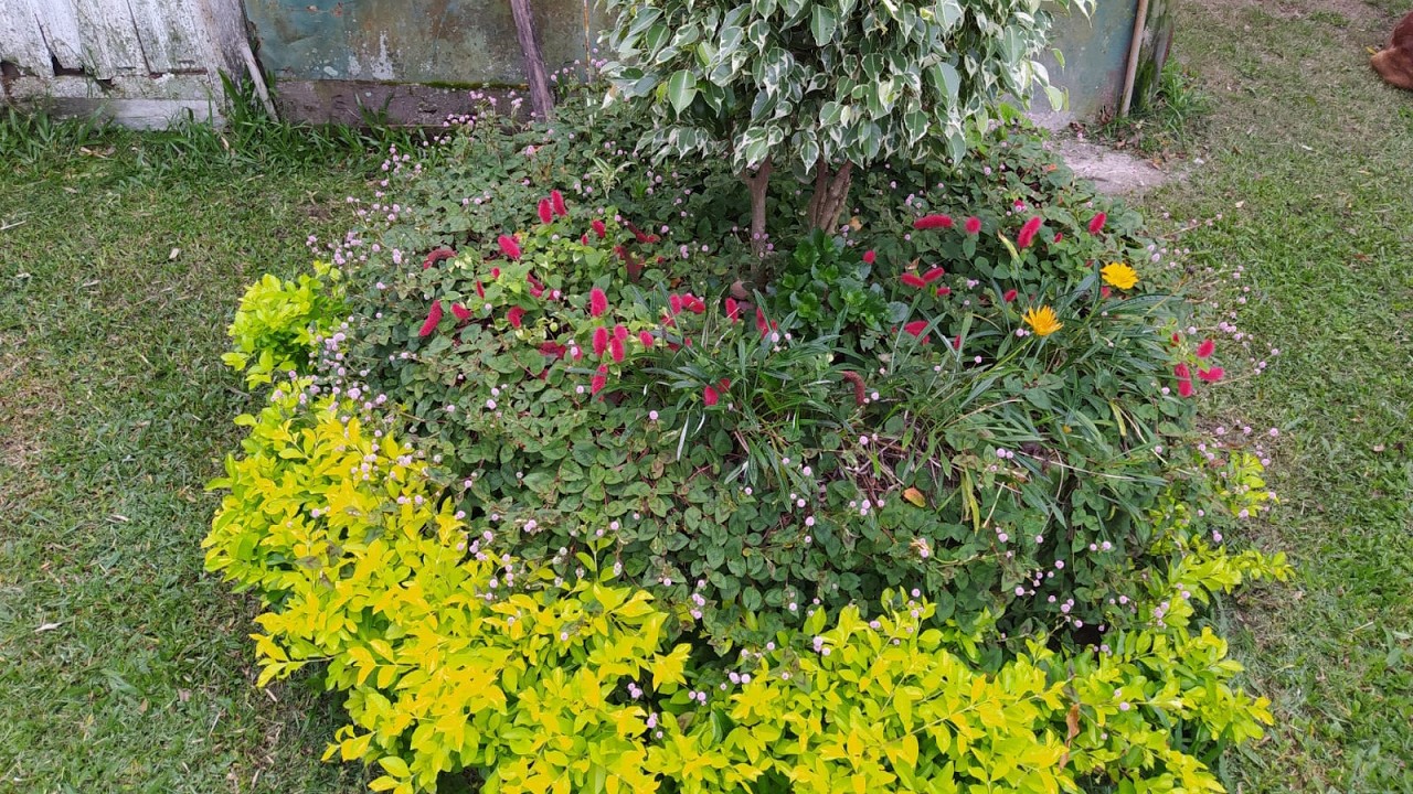 TUDO SOBRE A PLANTA TAPETE INGL&Ecirc;S: DICAS DE CULTIVO E USO PAISAGISTICO