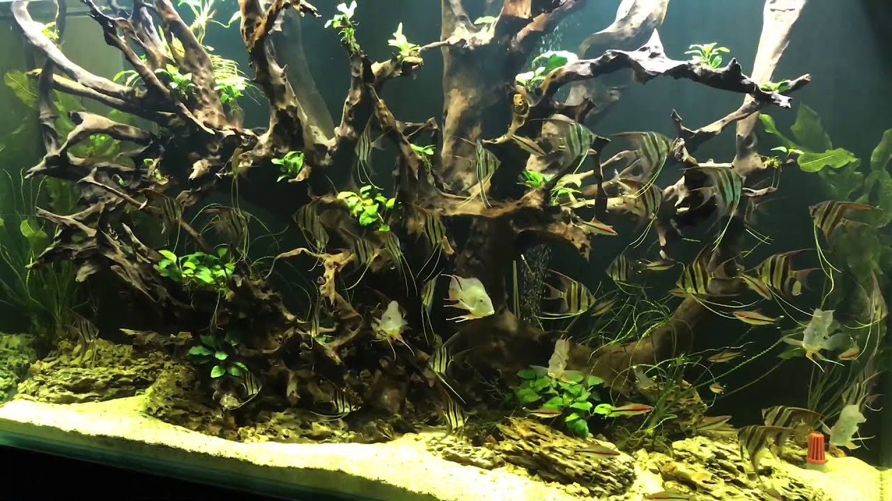 Altum atabapo