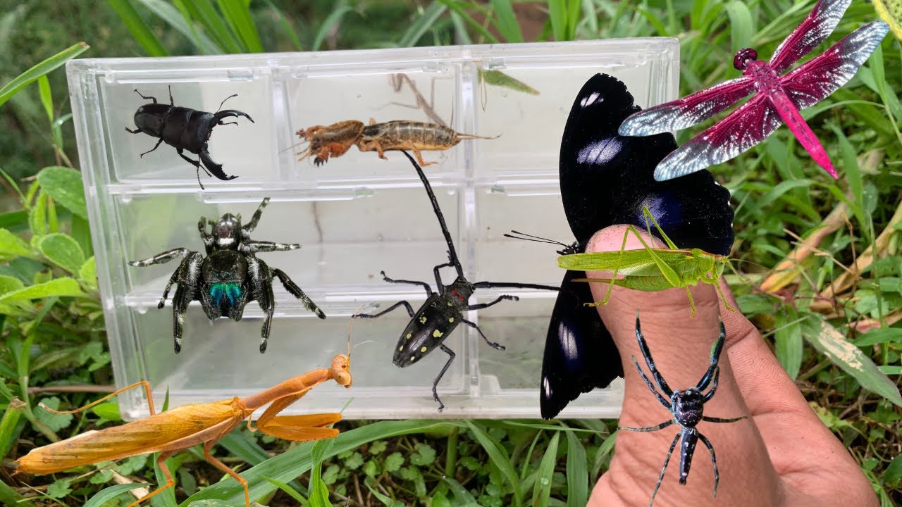 Amazing unique beetles!! Observe butterfly,larva,mantis,jump spider