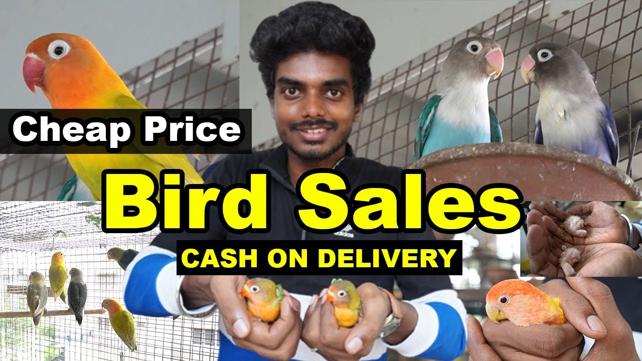 BIRDS FOR SALES | PET SALES AFRICAN LOVE BIRDS | LuckyMan Sam Vlogs