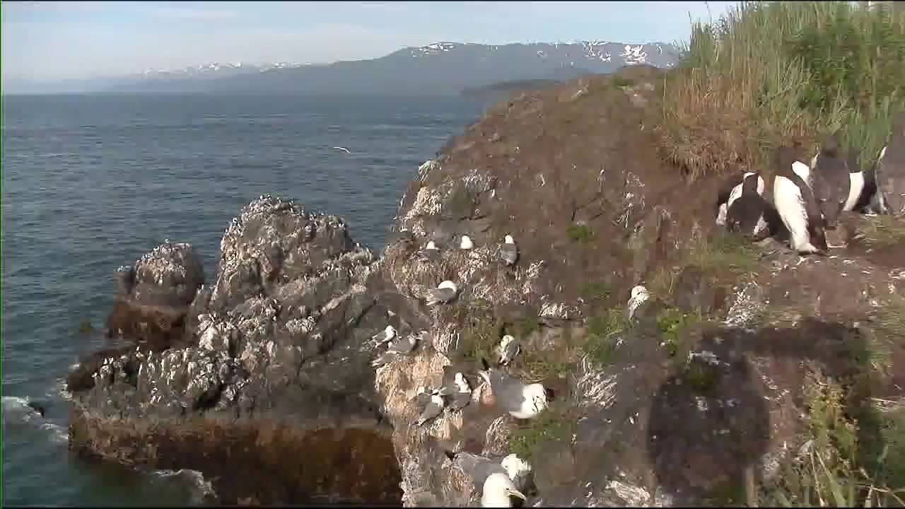 Cliff-Nesting Seabirds of Gull Island