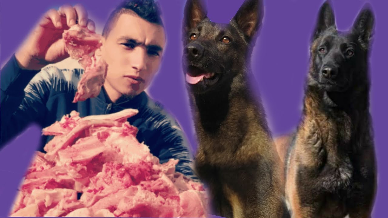 أحسن👍 أكل كلاب🐾 المالينوا 🐕وطريقة تحضير 🤔 pirlo