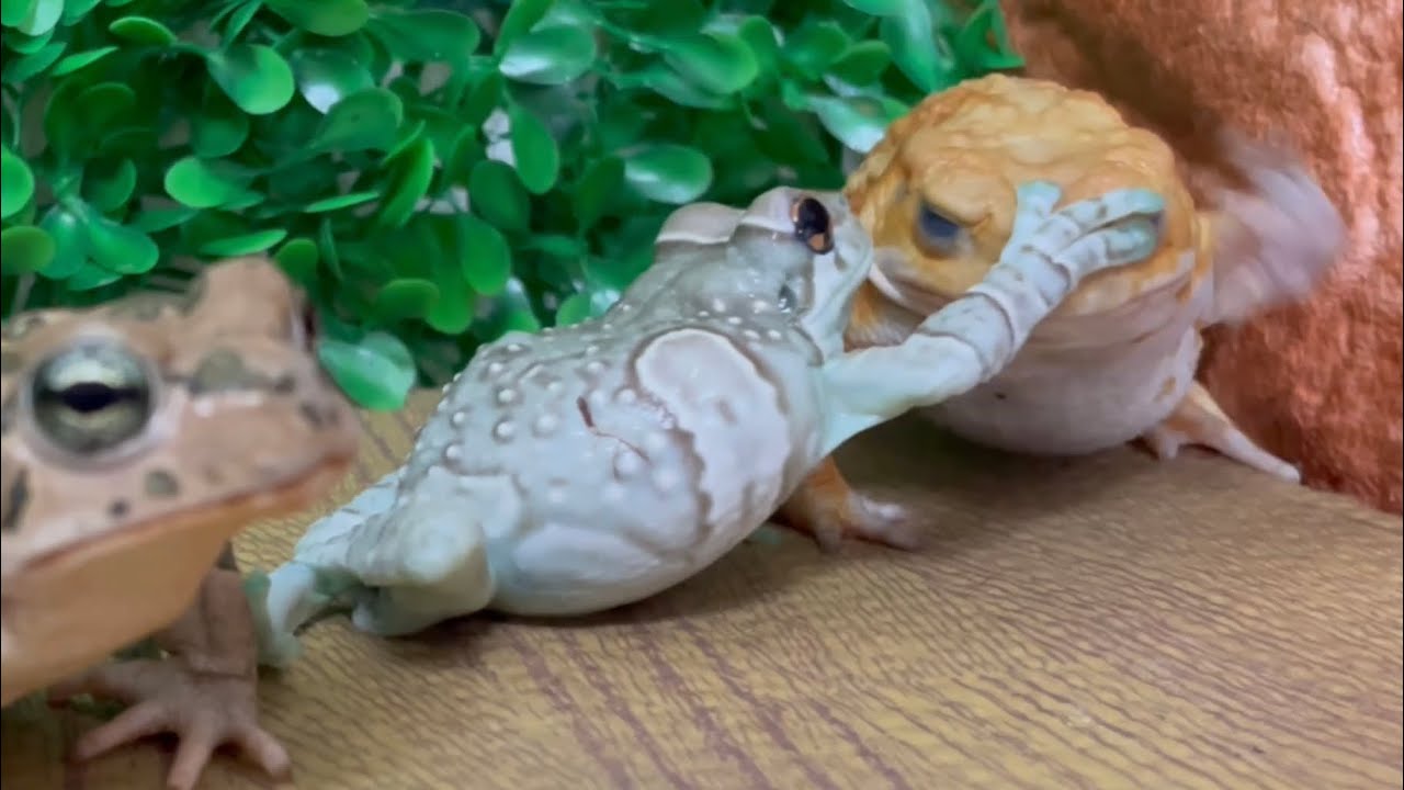 I'm king of the world！Battle of frog and toads. Amazon milk frog, Miyako toad,Green toad.