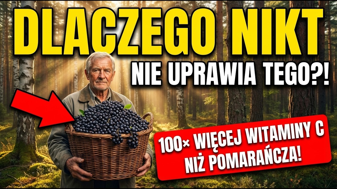 Ten rodzimy superowoc ma więcej witaminy C niż acerola — a prawie nikt go nie uprawia