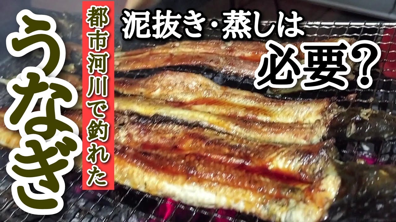 都会の川で釣れたうなぎが最高の蒲焼きになりました