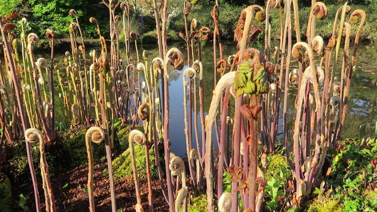 Ness Gardens Virtual Tour: The Royal Fern