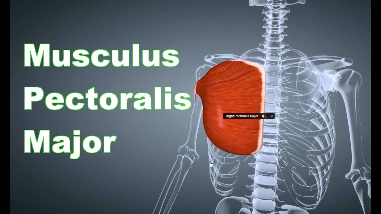 M. Pectoralis Major: Ansatz, Urpsrung, Funktion, Körperübung, Dehnungsübung B-Lizenz Prüfung