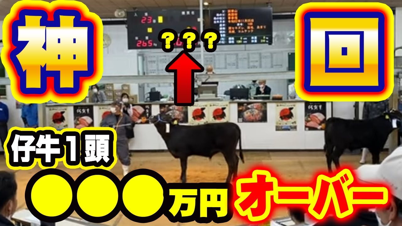 【神回】仔牛セリで○○○万円オーバー！全共オリンピックで優勝するぞ！