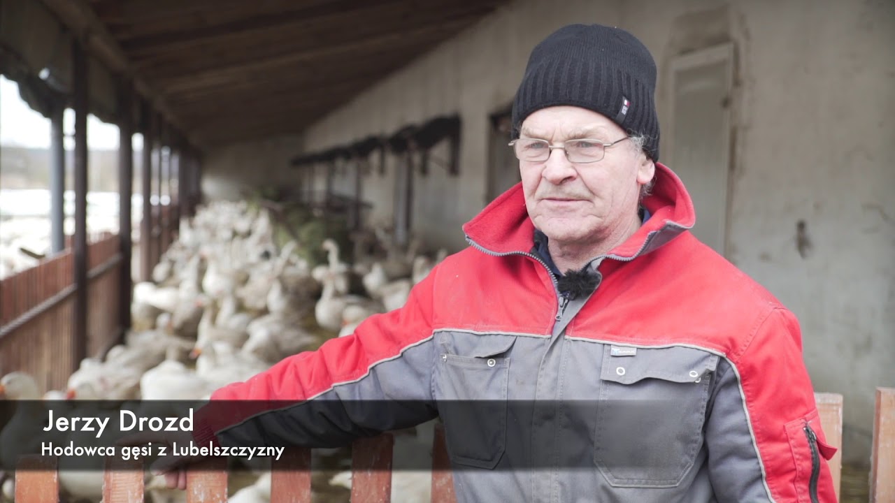 Rekomendacje Rolników, Jerzy Drozd. Efektywne Mikroorganizmy w hodowli gęsi.