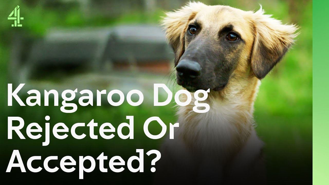 Will This Kangaroo Dog Be Accepted or Rejected? | The Dog House 🐶