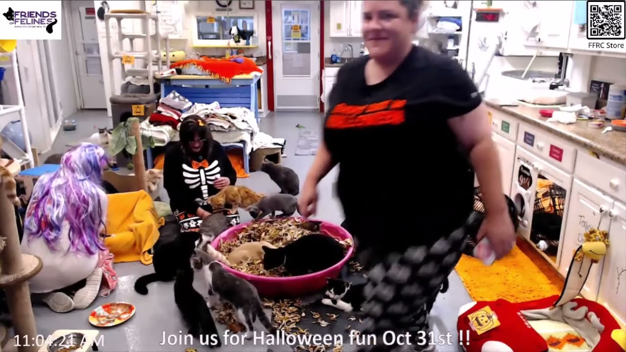 Kitty Kitty Halloween Leaf Pool 10-31-2024  Friends of Felines Rescue Center (FFRC)