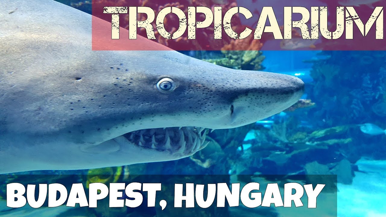 Tropicarium & Oceanarium - Campona Shopping, Budapest Hungary GOPRO