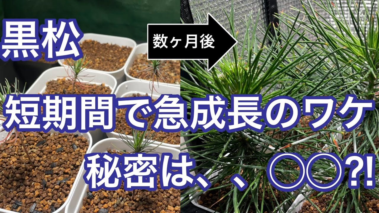 #6 黒松 短期間で急成長のワケ/The reason for the rapid growth of black pine