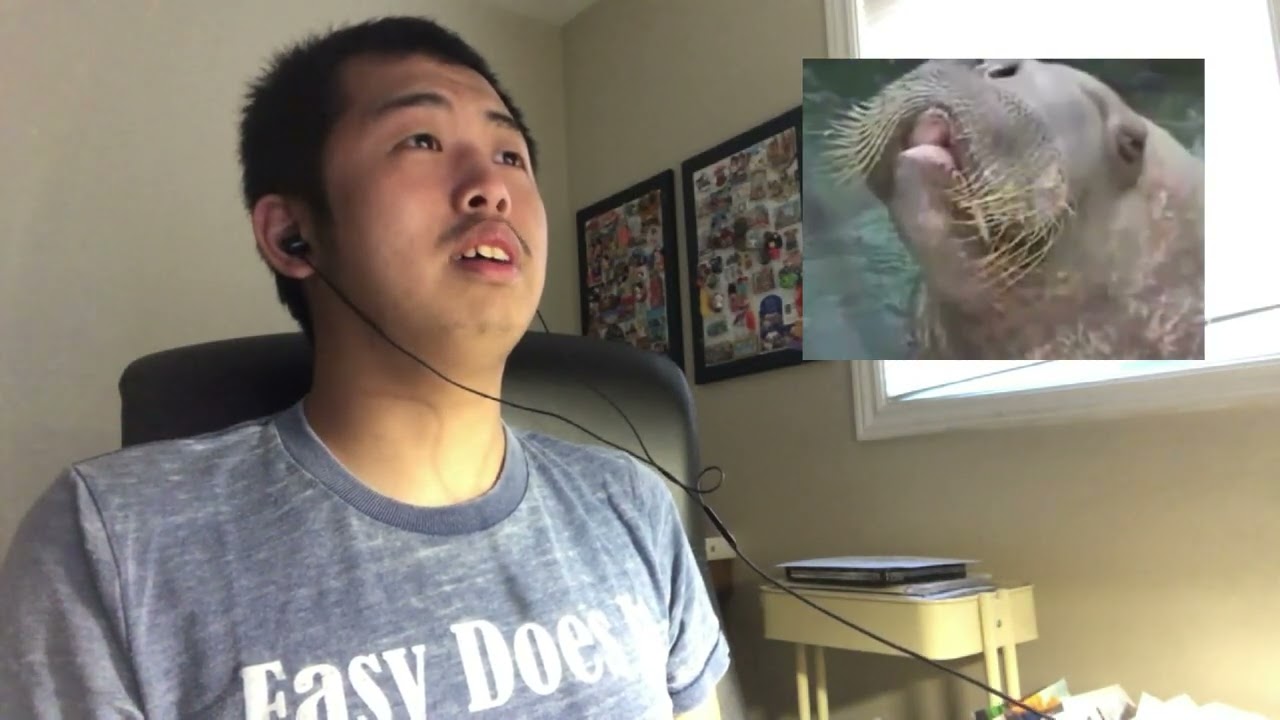 Prince Steve Reacts to Obey the Walrus (English Version)