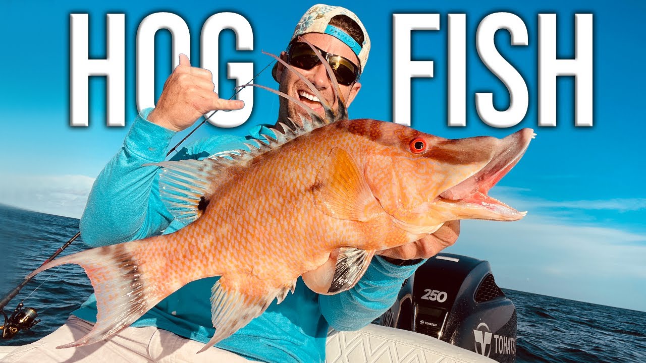 How to Catch Hogfish & Handle By-Catch | Anna Maria Island Bradenton Florida
